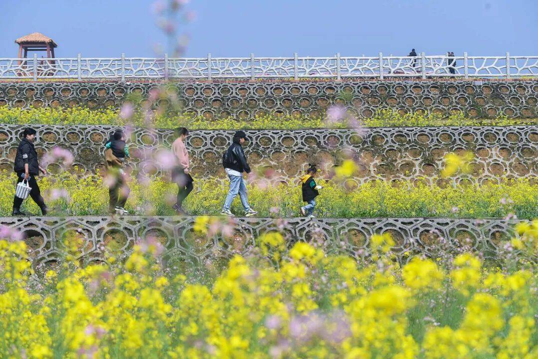 原创多彩田园诗画潘堰有千亩油菜花更有底蕴深厚的历史文化