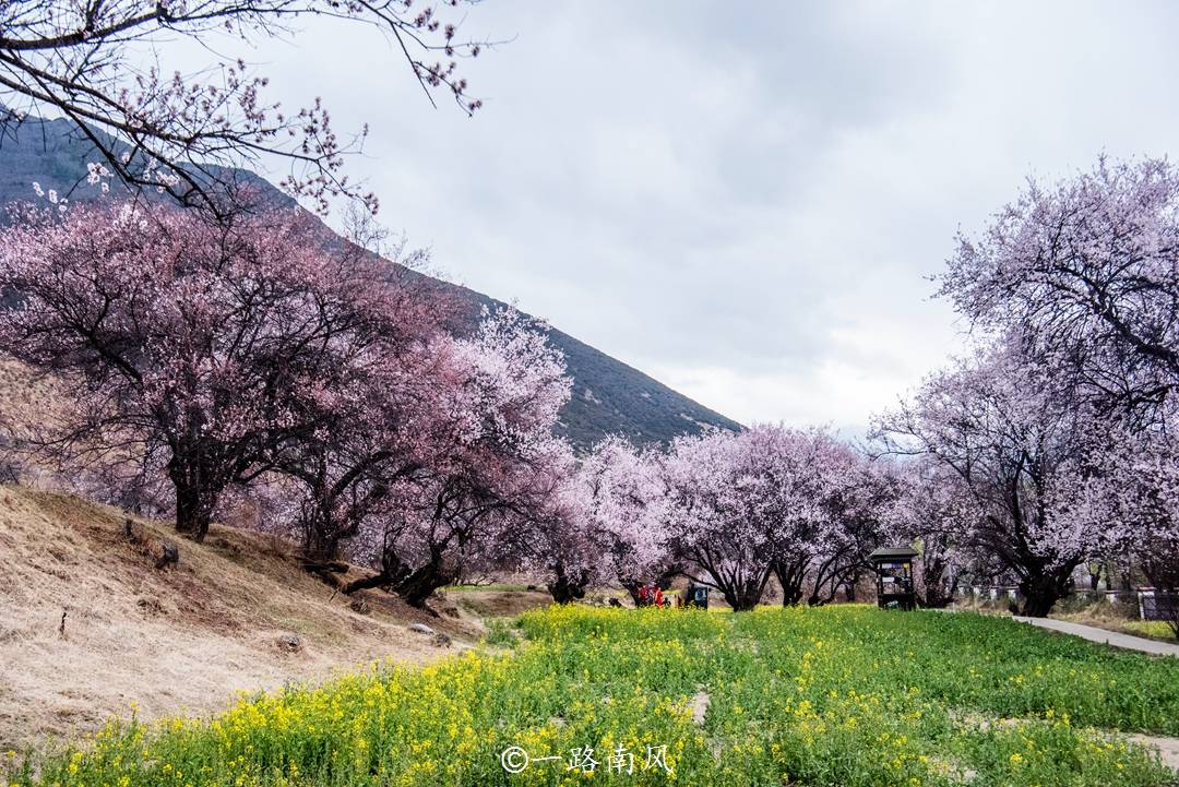 尼洋|春天到了，林芝桃花村又美成“天堂”，随手一拍都很好看