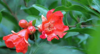 城中|西安航天基地：花草芳菲春意浓