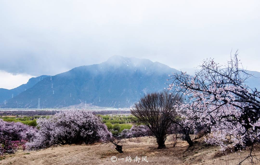 尼洋|春天到了，林芝桃花村又美成“天堂”，随手一拍都很好看