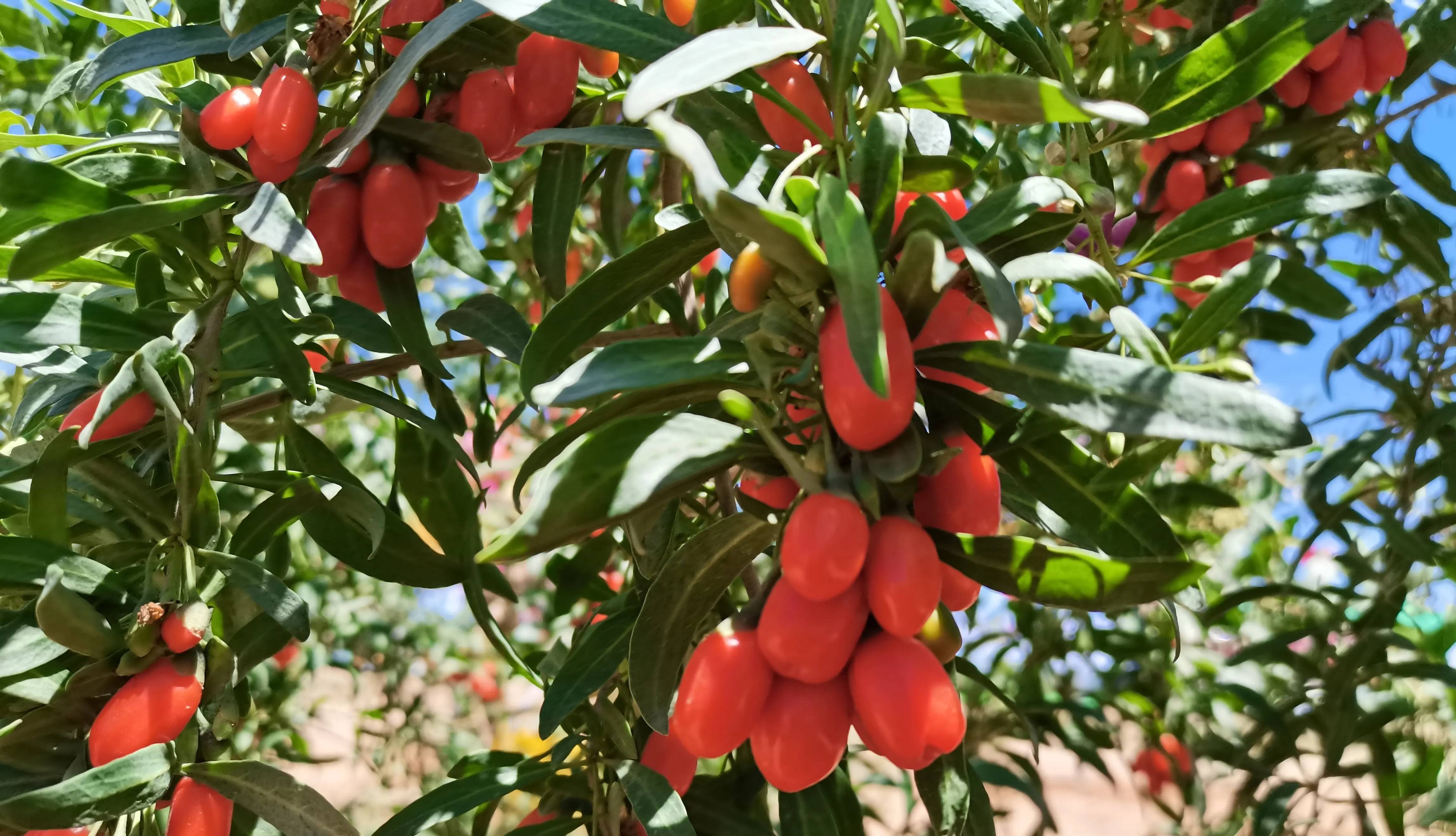 俗语男人行千里切莫吃枸杞啥意思为什么男人不要吃