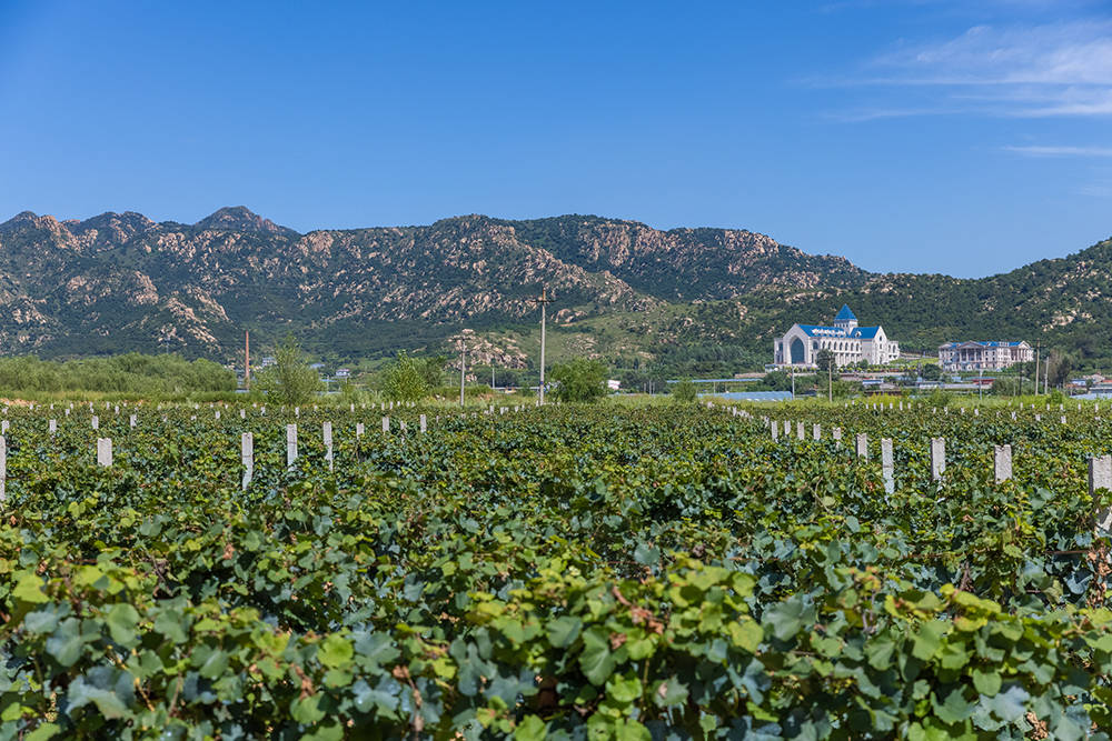 凤凰庄园拥有3栋主建筑,总面积接近4万平方米,分别是生产厂房,综合楼