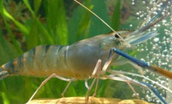 它酷似小龙虾，在湄公河泛滥成灾，1只起码1斤，吃货：虾界巨无霸