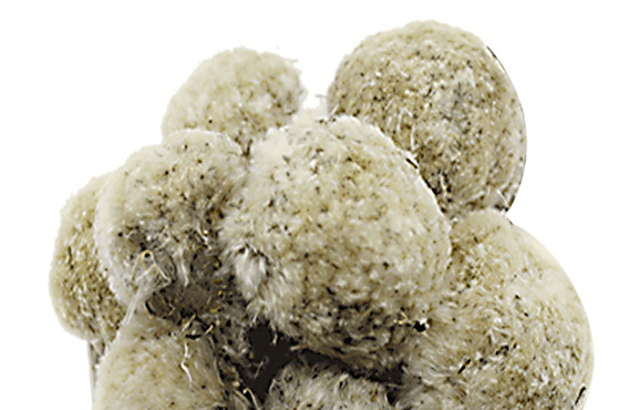 金诃藏药被医家奉为百草之王藏药材雪莲花具备哪些功效