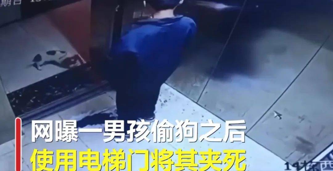 心自由教育丨男孩用电梯勒死宠物狗,父母真的不能再忽视家庭教育了!