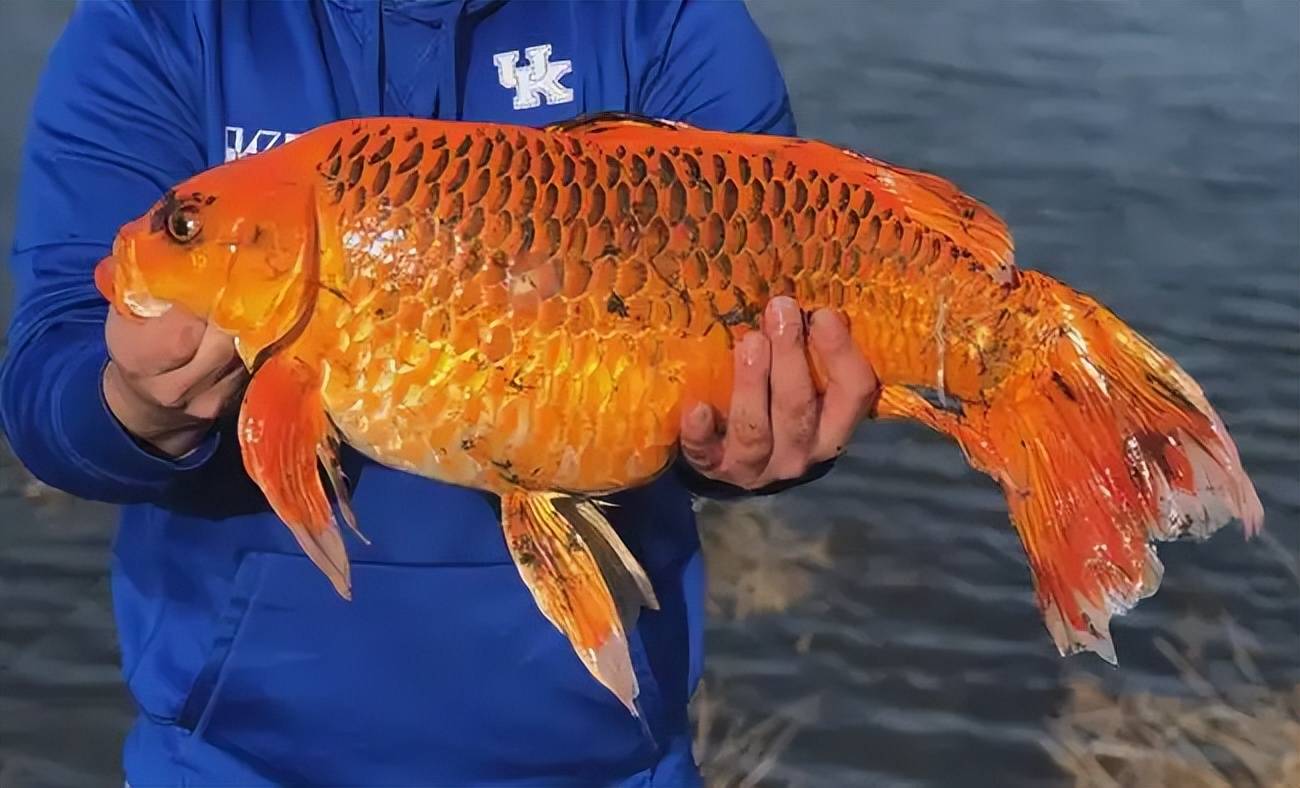 那里距离赤道较近,气候与缅甸蟒的原生环境接近.