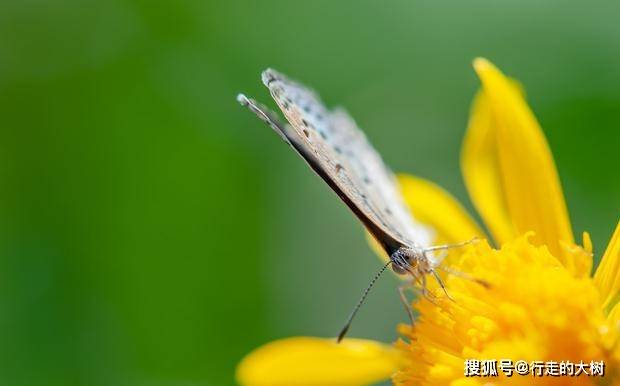 娓娓道来怎么读，娓娓道来的读音是什么意思