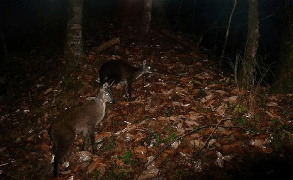 原创香獐子现身重庆阴条岭遭到2只蜜狗攻击逃跑时累得吐舌头