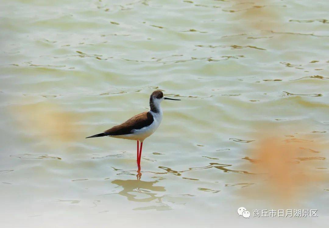 商丘市日月湖景区：鸟界“超模”——黑翅长脚鹬