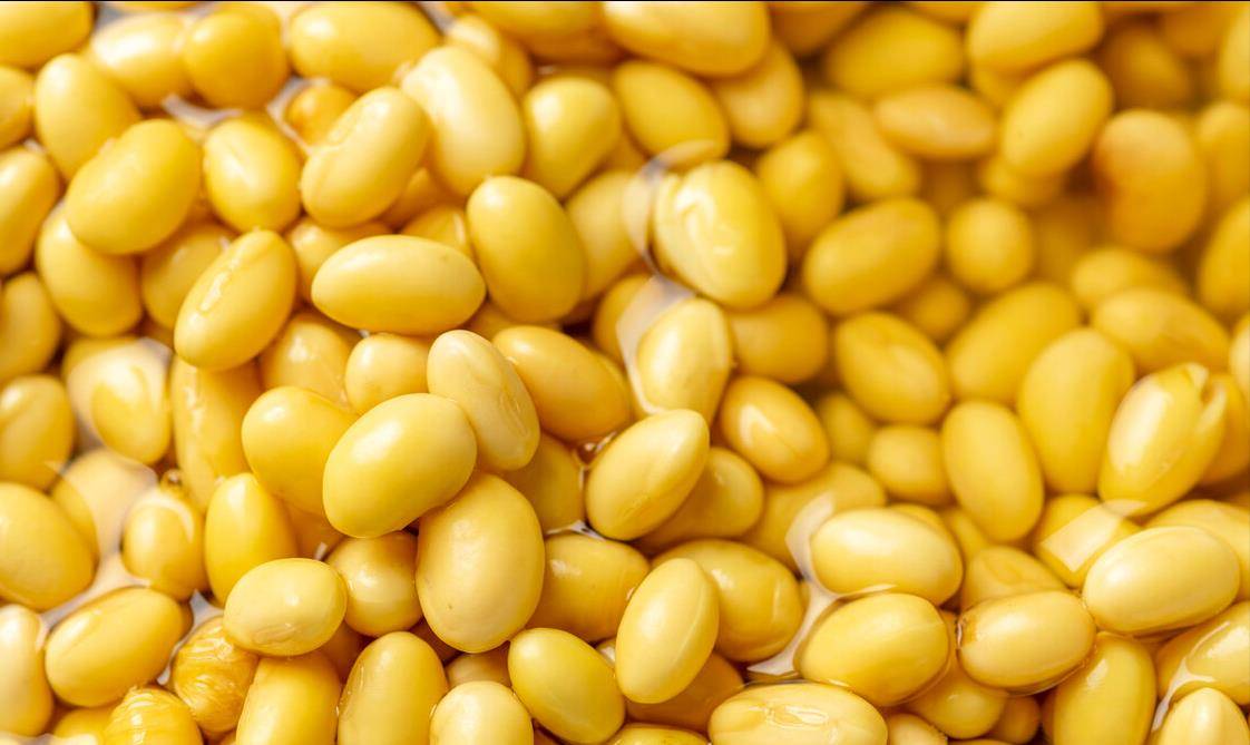 打豆浆,黄豆只会泡发可不行,多做1步,豆浆细腻丝滑,香浓无渣_大豆