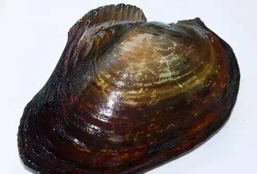 河蚌能吃吗?曾经遍布河沟里的河蚌去了哪?