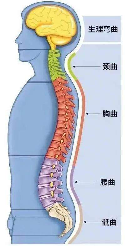 我们的腰椎本来有一个向前的生理曲度,在腰椎后方附着的肌肉和筋膜