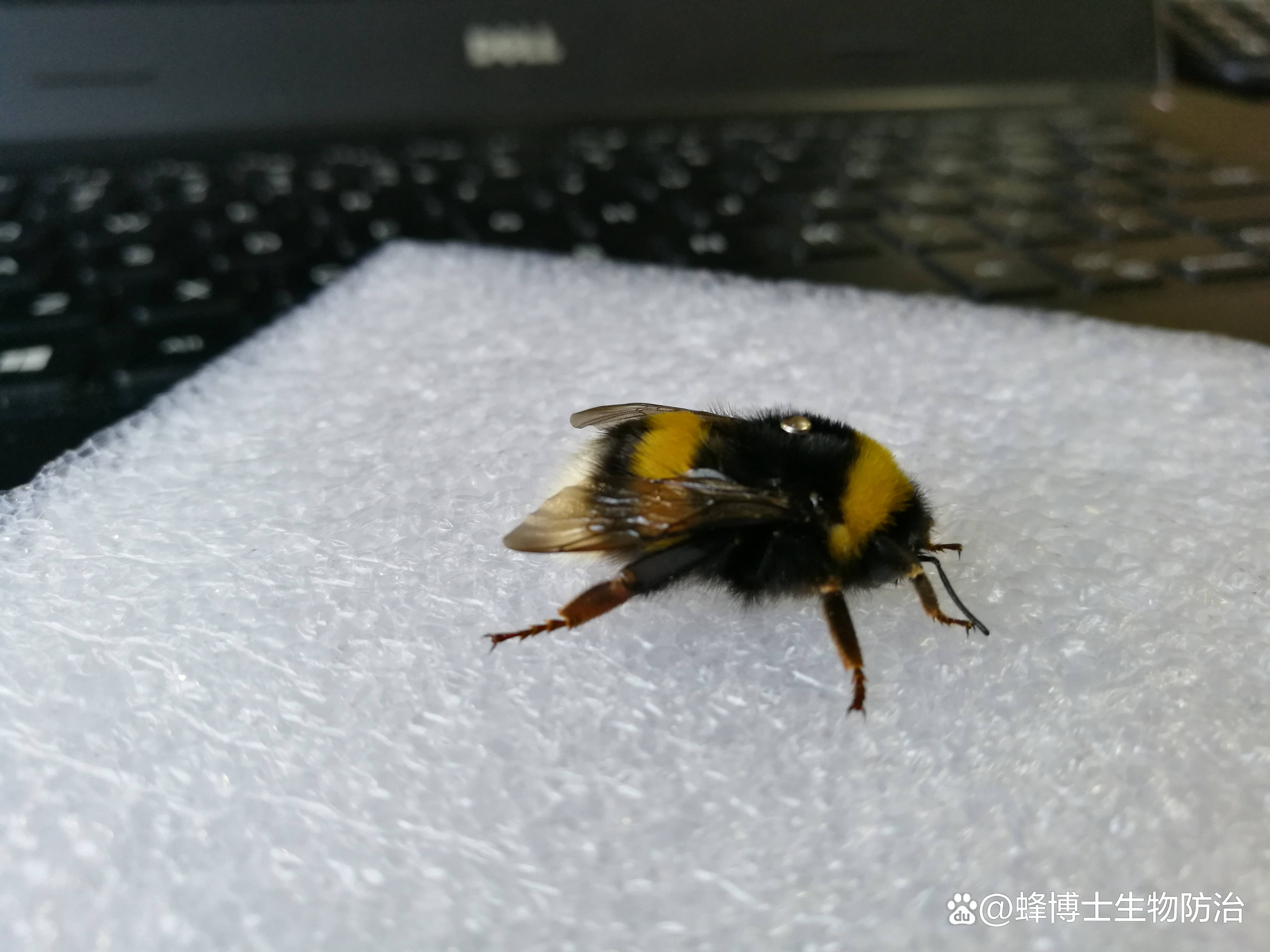 feng问答熊蜂的种类有哪几种