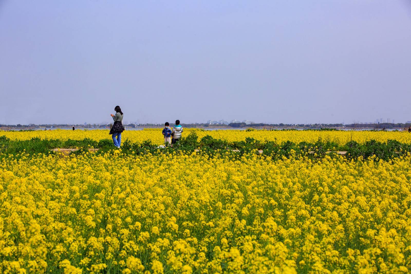 云游"美人腿",阳澄湖上菜花黄_油菜花_中岛_莲花