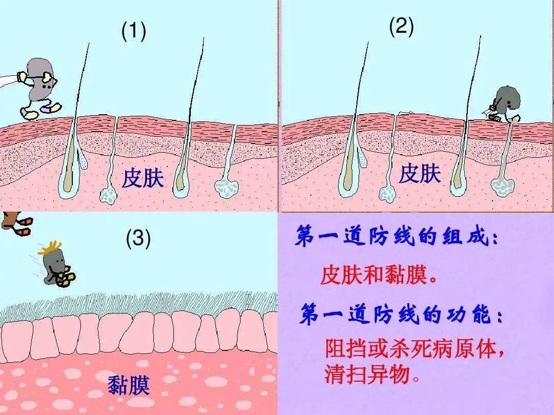 皮肤黏膜是什么图片图片