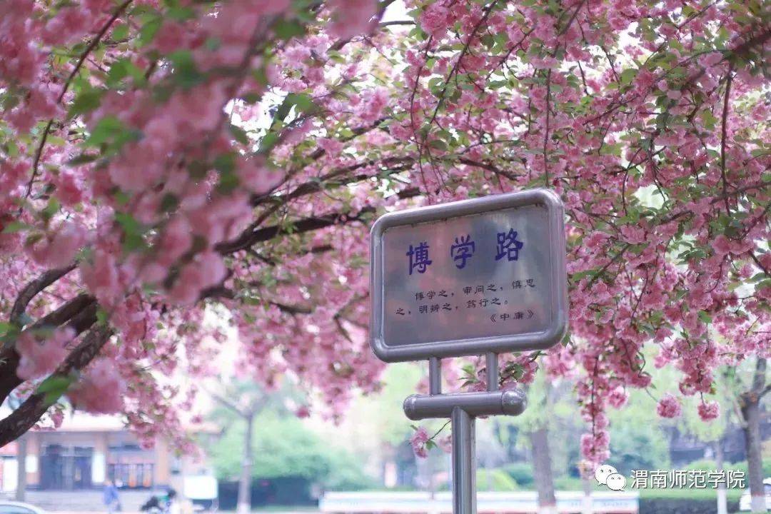 在渭南師範學院,花醉學景寫春天_校園_環境_思維