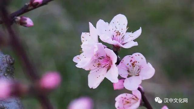 无限春光归故里,桃花岭上有佳期|阅读时光