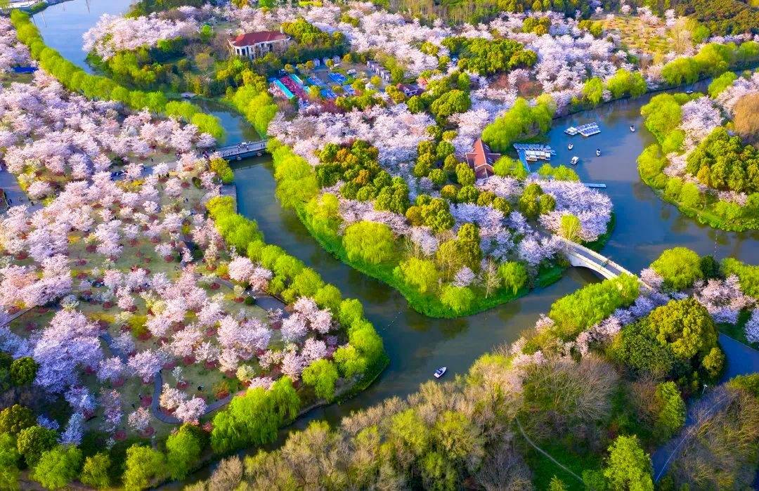 云赏顾村公园,让我们一起静候宝山春天_疫情_樱花_美景
