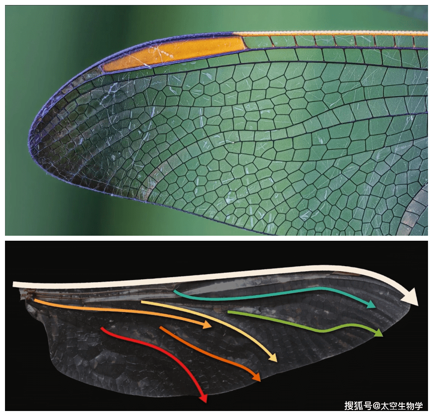 蜻蜓的翅膀还布满了很多凹凸不平的纹理,这样的结构更一步加强了翅膀