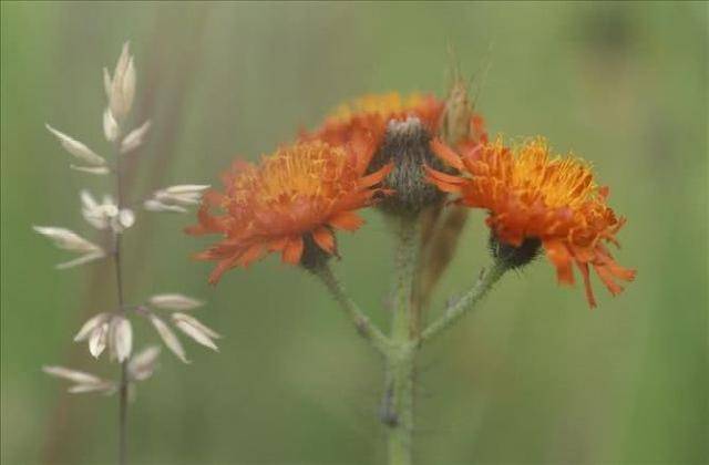 4月4日 4月11日财运上吉 财旺桃花旺 事事顺心 累财万万贯的3属相 横财 生肖 暴升