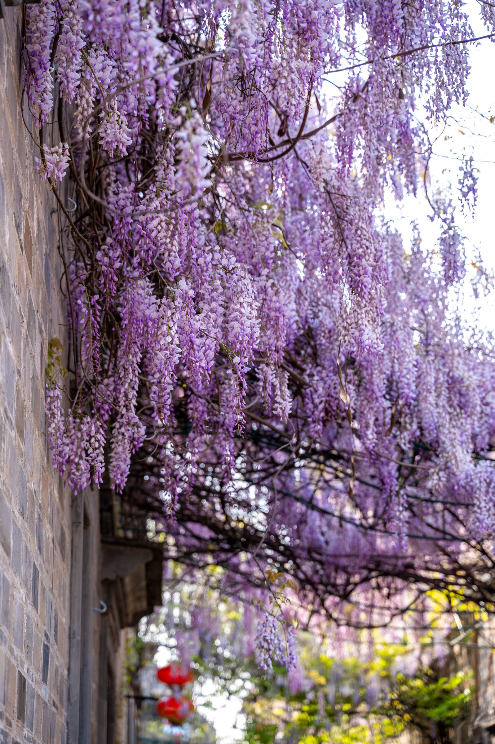原创南京老门东紫藤花开了从屋檐蔓延至墙角美如紫色的瀑布