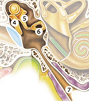 涪陵惠耳助听器与您分享:耳部解剖—中耳_鼓膜_声波_水平面