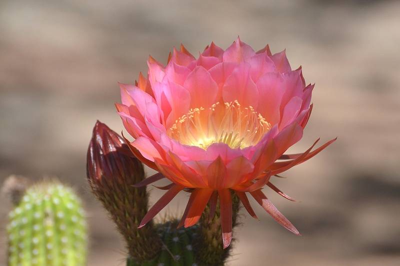 原创5月开始好运势不可挡开门迎财神爷心想事成的四大生肖