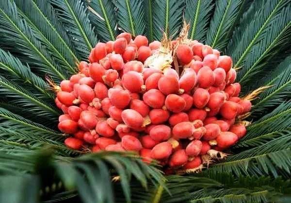 原创这树传说千年开一次花果实俗称凤凰蛋有镇咳祛痰功效真少见