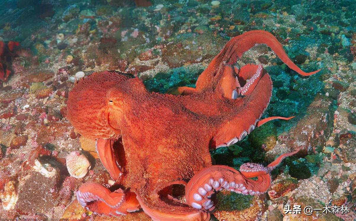 能力超凡的章鱼,为何没能站在食物链顶端?_进化_寒武纪_身体