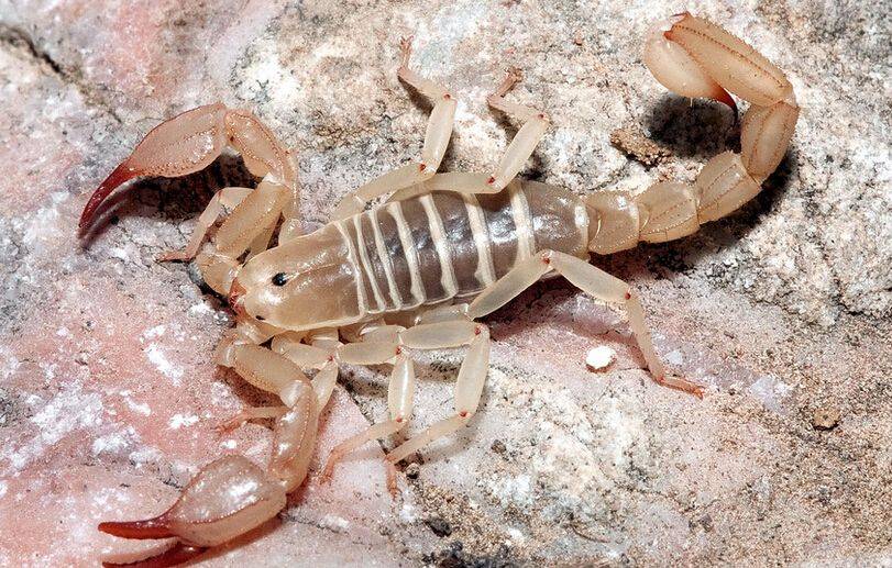 国家和政府都出面明确保护野生蝎子,不止是当下疫情防控的要求,更是