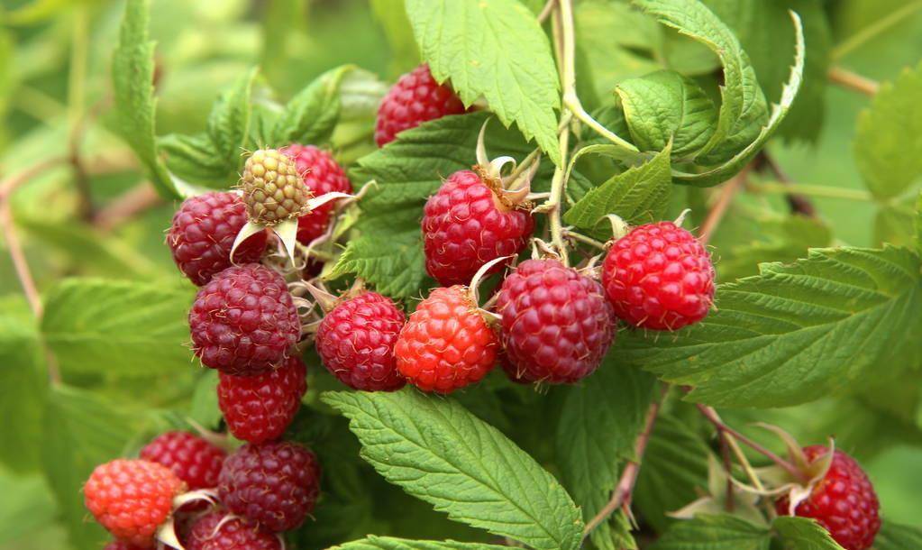 美味的东北野果-树莓_手机搜狐网