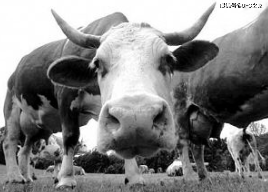 致死率100烹煮杀不死无药可救的朊病毒感染后有多恐怖