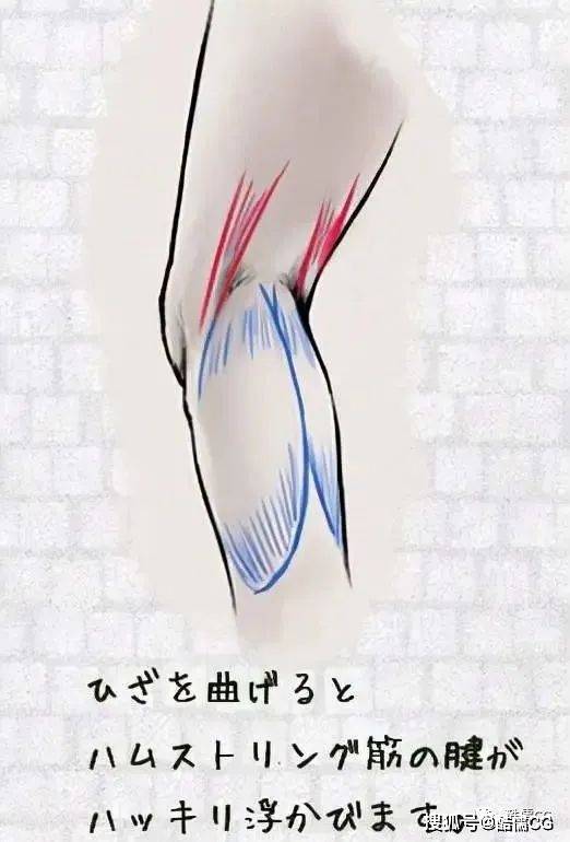 繪畫教程丨從美術解剖學視角下學習人體的基礎教程第三彈(完結)_肌肉