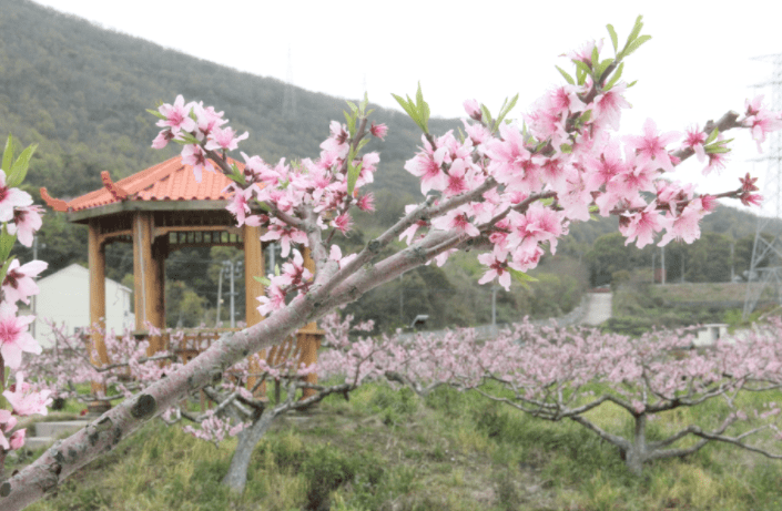 普陀桃花岛 引进新业态聚力打造 海上桃花源 发展 桃花镇 旅游