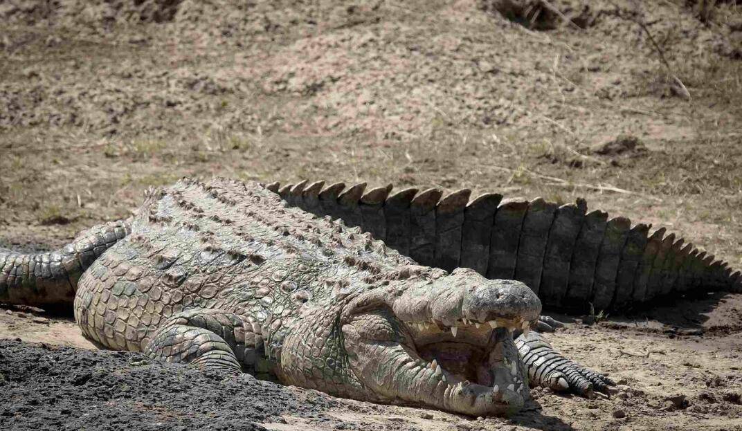 原创男人进山祭祖居然发觉大鳄鱼经鉴定居然是非州尼罗鳄凶险