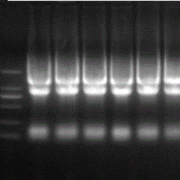高颜值rna琼脂糖电泳图是如何产生的