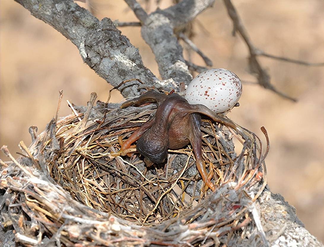 原创根据养父母不同布谷鸟的幼崽会选择赶尽杀绝或和平共处