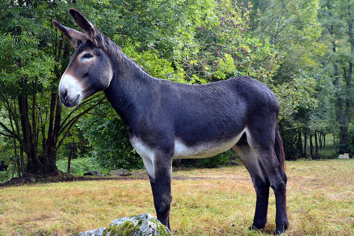 又舍不得去骑老驴,于是一路只牵着老驴走,每次住到驿站,都让人准备肥