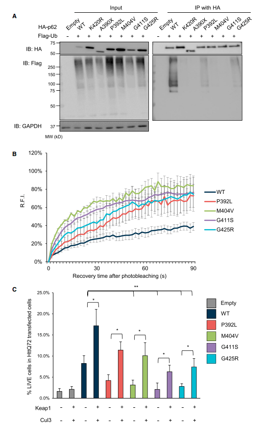 p62蛋白 来自搜狐网