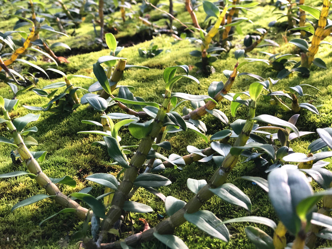 人间四月春意浓正是石斛种植时
