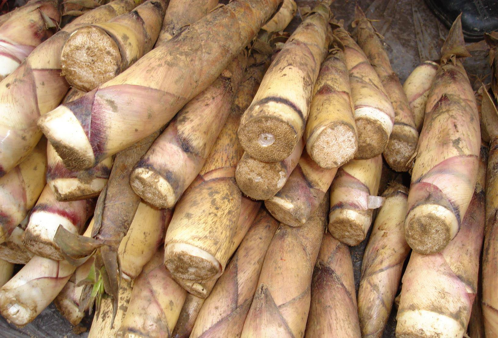 竹笋:云南人舌尖上的美味_甜笋_味道_蛋白质