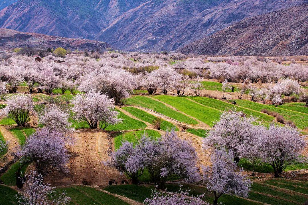白松大马哈鱼的做法 大马哈鱼和松鱼的区别