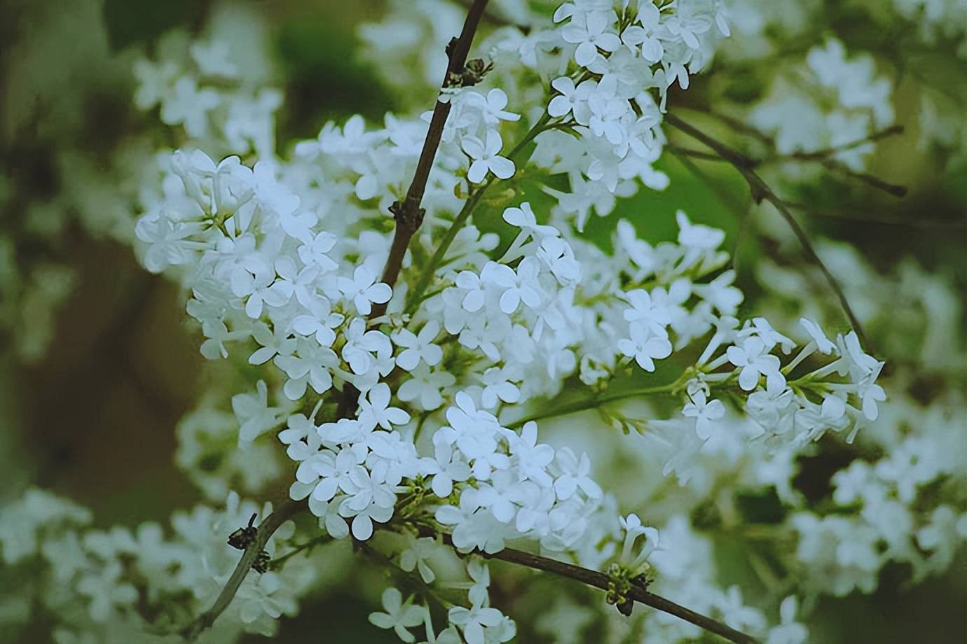 白丁香树花盛开素雅而清香 香气四溢引人醉_香花_白花_变种