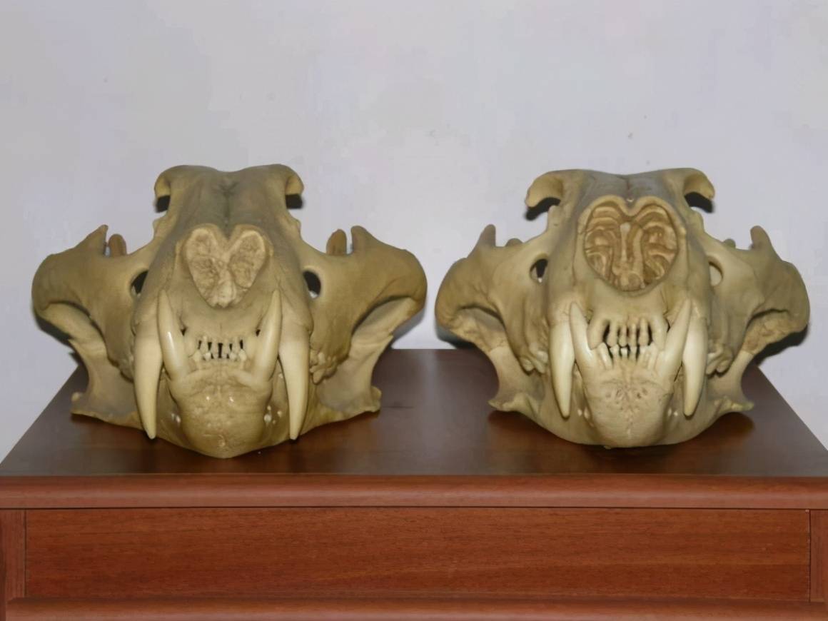 为什么有人说老虎打不过狮子当东北虎遇上非洲狮谁更胜一筹