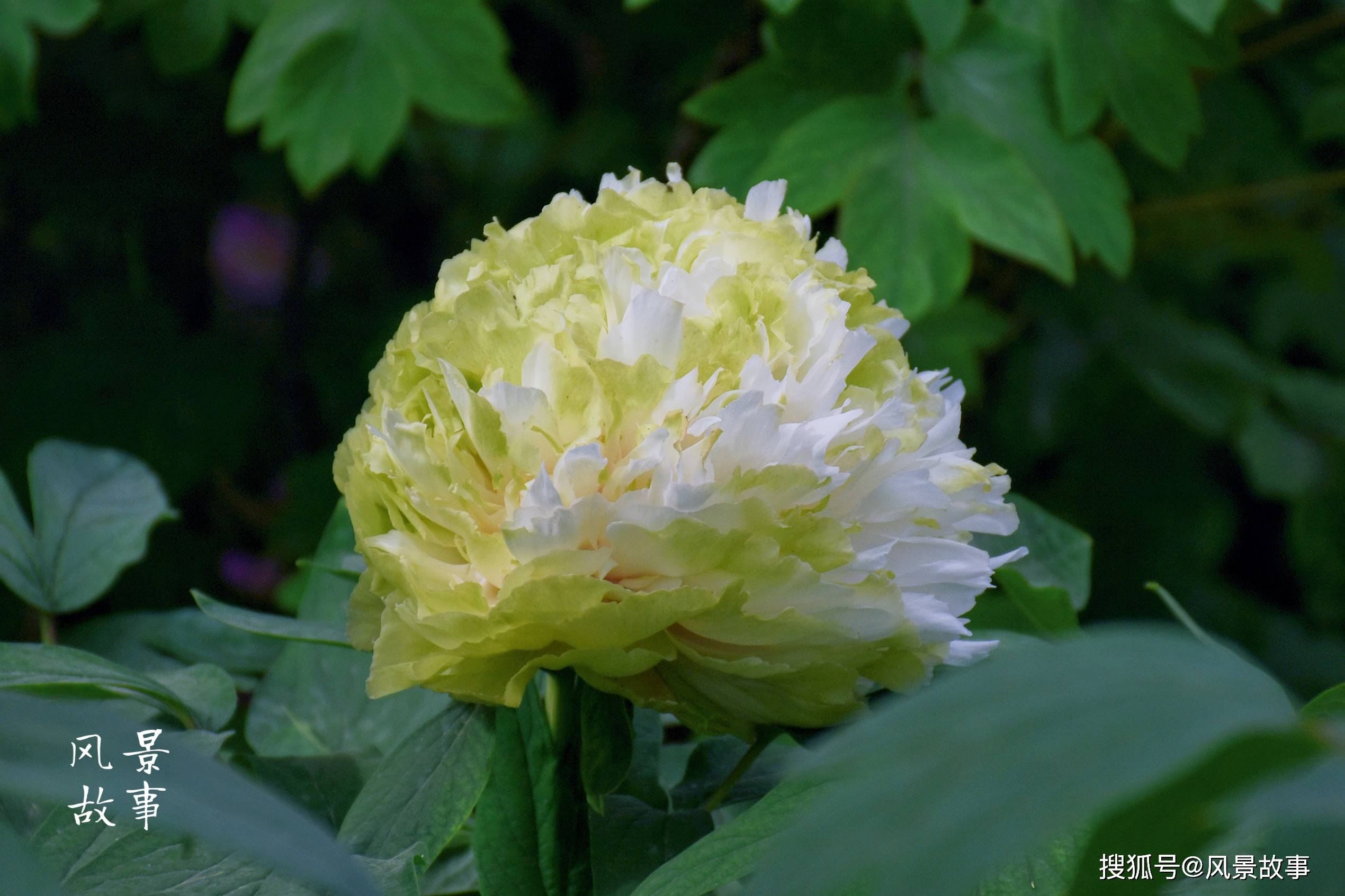 洛阳价值10万元绿牡丹被采摘没恁贵它的大名很好听