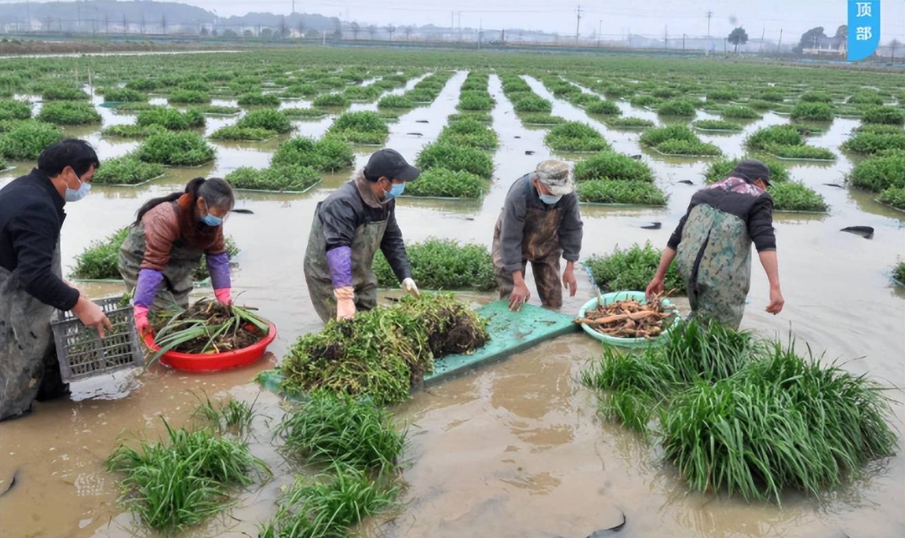 果博水上种植技术天使傅珍检希望山水河道更绚美(图3)