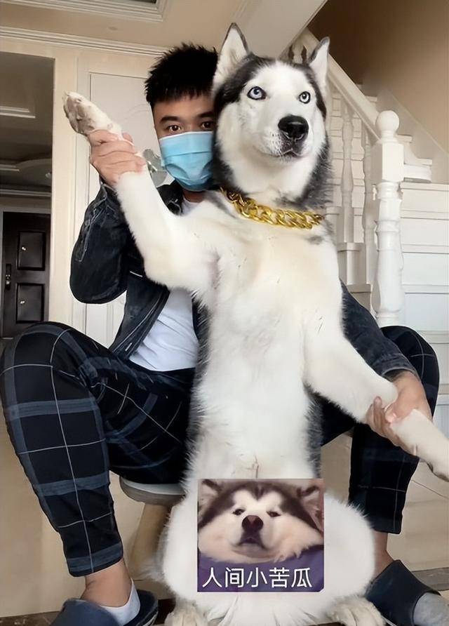 奥斯卡全网唯一被主人逼疯的哈士奇获赞1亿它究竟有多像人