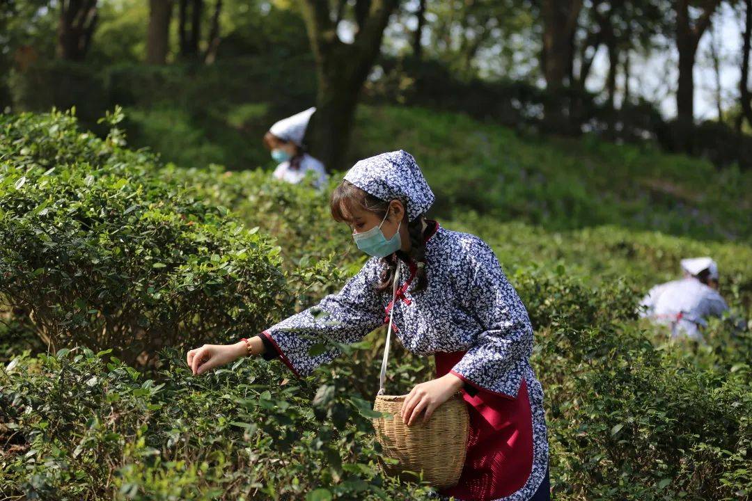 虎丘茶的历史从唐代就开始了,据史书记载,白云茶香味如兰,品相极佳,是