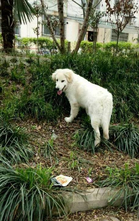 养的金毛都5个多月大了,还是一身的白毛,不应该是金色的吗?