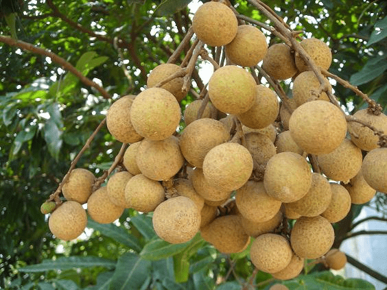 从化团建活动推荐溪头村石门公园四季果园摘果1天